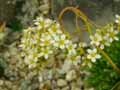 Saxifraga paniculata Carinthiaca