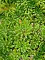Saxifraga paniculata Carinthiaca