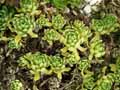 Saxifraga paniculata Cockocomb