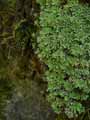 Saxifraga paniculata