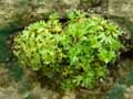 Saxifraga pedemontana subsp. cervicornis