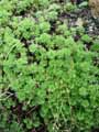 Saxifraga rosacea subsp. sternbergii