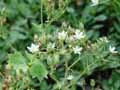 Saxifraga rotundifolia