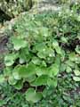 Saxifraga rotundifolia
