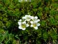 Saxifraga trifurcata