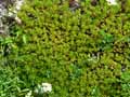 Saxifraga trifurcata