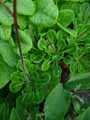 Saxifraga umbrosa