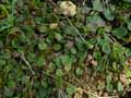 Saxifraga umbrosa