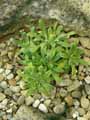 Saxifraga valdensis
