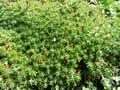 Saxifraga x godseffiana