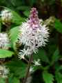 Tiarella Morning Star