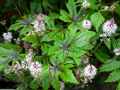 Tiarella Morning Star