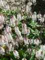 Tiarella Pink Bouquet