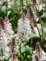 Tiarella Pink Bouquet