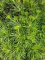 Sciadopitys verticillata