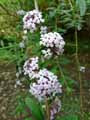 Scrophulariaceae-Buddleja-alternifolia-Buddleia-a-feuilles-de-Saule.jpg