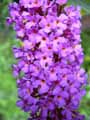 Buddleja davidii