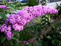 Buddleja davidii