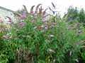 Buddleja davidii