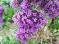 Scrophulariaceae-Buddleja-davidii-Arbre-aux-papillons.jpg