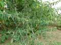 Scrophulariaceae-Buddleja-davidii-Nano-Purple-Arbre-aux-papillons.jpg