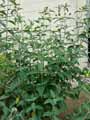 Scrophulariaceae-Buddleja-davidii-x-Fallowiana-Lochinch-Arbre-aux-papillons.jpg