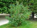 Scrophulariaceae-Buddleja-globosa-Buddleja-globuleux-Arbre-aux-papillons.jpg