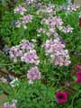Nemesia denticulata Rose Confetti