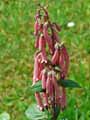 Phygelius aequalis