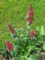 Scrophulariaceae-Phygelius-aequalis-Fuschia-du-Cap.jpg