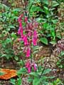 Scrophulariaceae-Phygelius-capensis-Fuschia-du-Cap.jpg