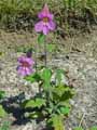 Rehmannia elata