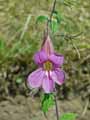 Rehmannia elata