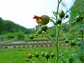 Scrophularia alpestris