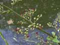 Scrophulariaceae-Scrophularia-aquatica-Scrophulaire-aquatique.jpg