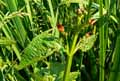 Scrophulariaceae-Scrophularia-auriculata-Scrophulaire-a-oreillettes.jpg