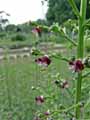 Scrophulariaceae-Scrophularia-canina-Scrophulaire-des-chiens.jpg
