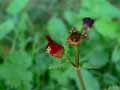Scrophulariaceae-Scrophularia-peregrina-Scrophulaire-voyageuse.jpg