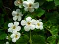 Scrophulariaceae-Sutera-cordata-Bacopa-Sutera-cordee.jpg
