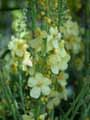 Verbascum Gainsborough