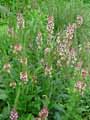 Verbascum Southern Charm