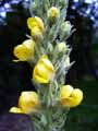 Verbascum densiflorum