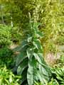Verbascum densiflorum
