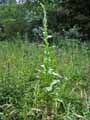 Verbascum densiflorum