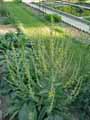 Verbascum epixanthinum