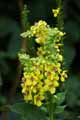 Verbascum nigrum