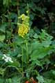 Verbascum nigrum