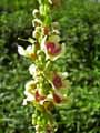 Verbascum nigrum