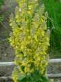 Verbascum olympicum