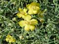 Verbascum spinosum